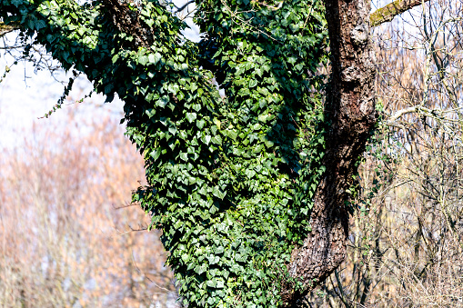 Tree overgrown with ivy in spring time