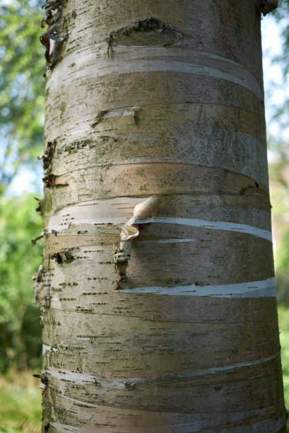 istock betula alleghaniensis britton bark 967250062