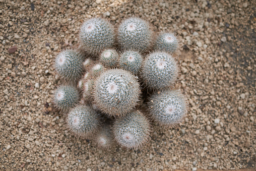 mammillaria geminispina plant