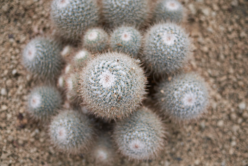 mammillaria geminispina plant