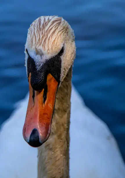 A close up of a swan
