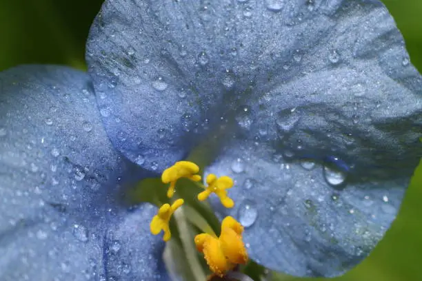 Macro image of a blue flower with water droplets.