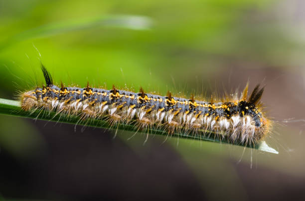 istock Hairy caterpillar of butterfly bombyx 967256094