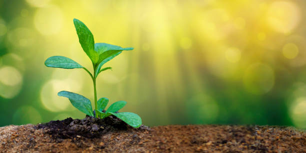 World Environment Day Planting seedlings young plant in the morning light on nature background World Environment Day Planting seedlings young plant in the morning light on nature background world environment day stock pictures, royalty-free photos & images
