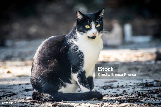 The Cats Look Stock Photo - Download Image Now - Animal, Animal Body Part, Animal Eye
