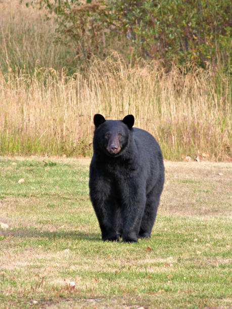 istock Large Black Bear Looking In Public Park Animal Wildlife 967265412