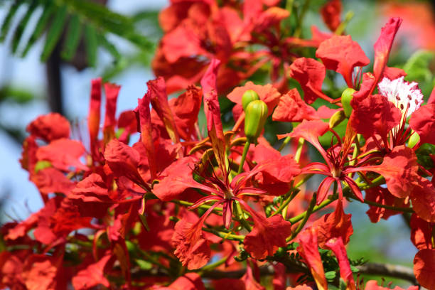 istock Royal poinciana (Delonix regia) 967270602