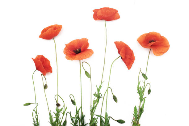 istock Red poppy flowers in a row on white. 967275400