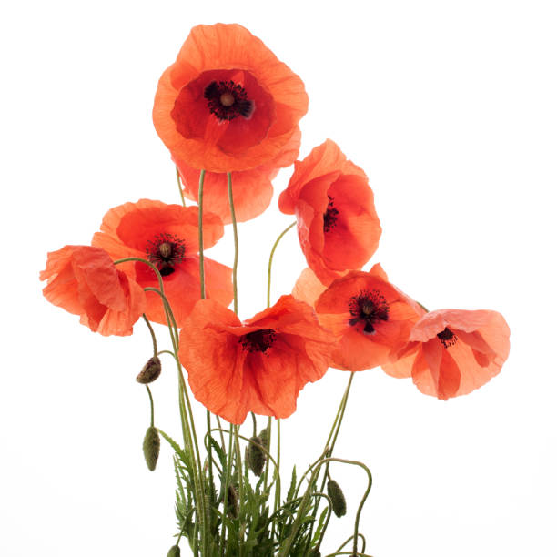 istock Red poppy flowers in a row on white. 967276026