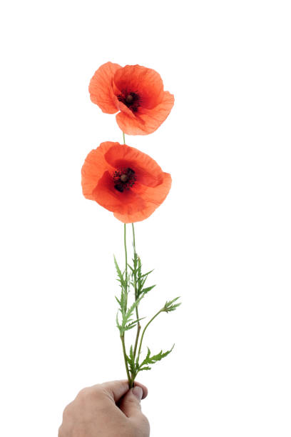 istock Red poppy flowers in a row on white. 967278704