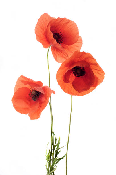 istock Red poppy flowers in a row on white. 967278752