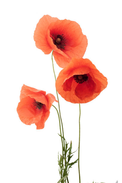 istock Red poppy flowers in a row on white. 967278808