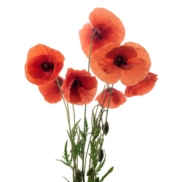 istock Red poppy flowers in a row on white. 967278974