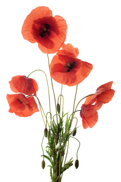 istock Red poppy flowers in a row on white. 967279044