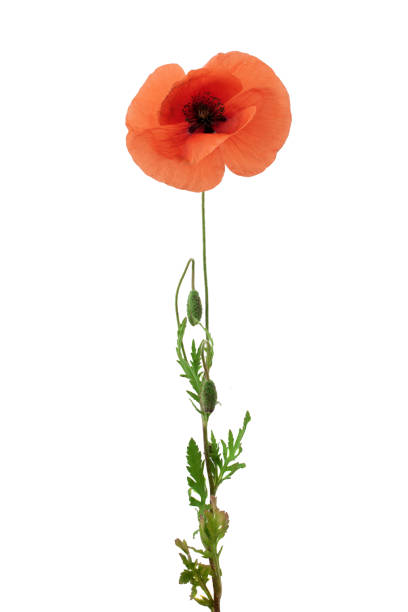 istock bright red poppy flower isolated on white 967279144