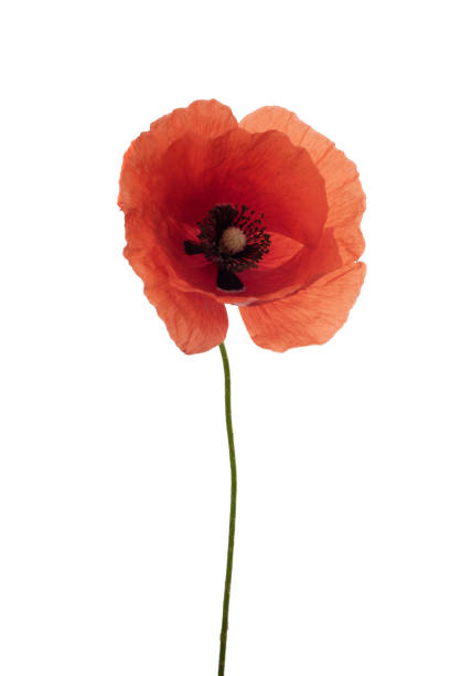 istock bright red poppy flower isolated on white 967279584