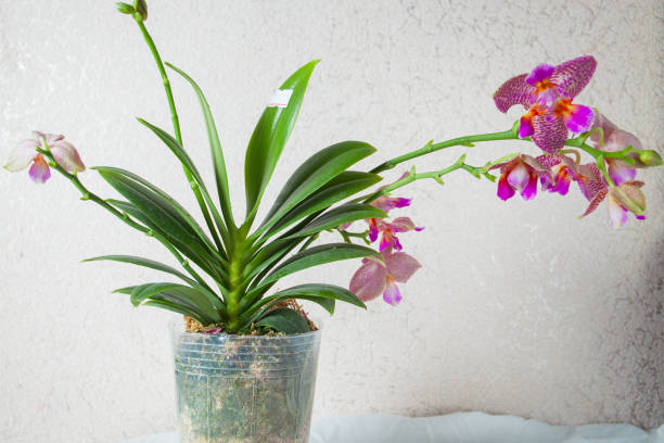 istock beautiful orchid in  pot on window 967280542
