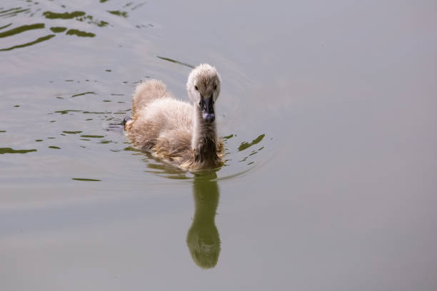 istock a black swan on the pond 967283188