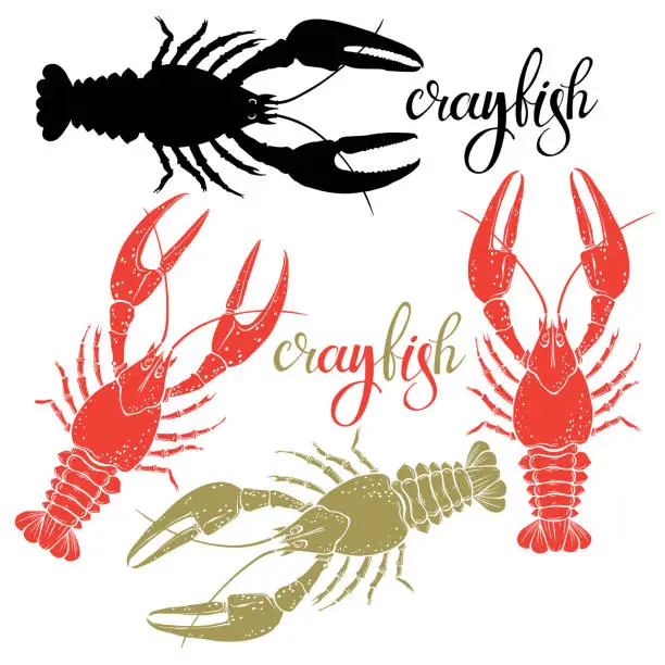 Vector illustration of Crayfish.Silhouette.Hand drawn vector illustration, isolated  elements for design on white background.