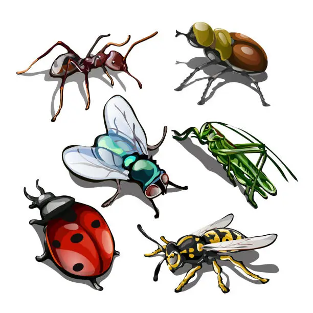 Vector illustration of Set of insects isolated on white background. Vector illustration