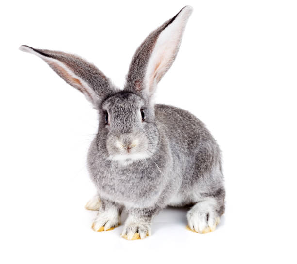 Grey rabbit on white background stock photo