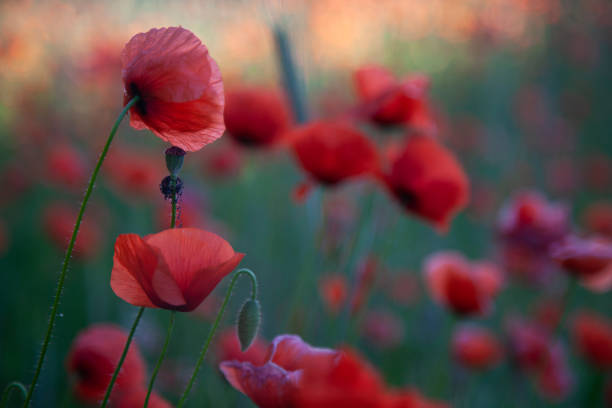 istock Field of red poppies in bright evening light 967287522