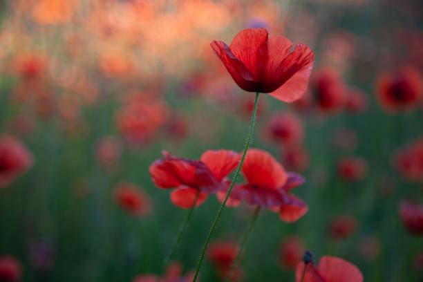 istock Field of red poppies in bright evening light 967288300