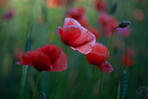 istock Field of red poppies in bright evening light 967288722