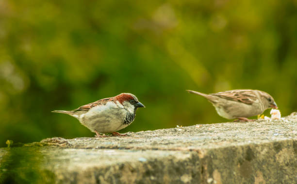istock The birds on the feeding time - natural scenery 967291998