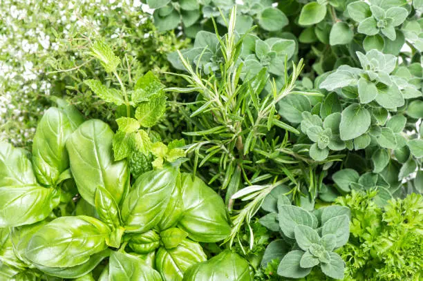 Kitchen herbs. Basil, rosemary, thyme, mint, oregano. Food background