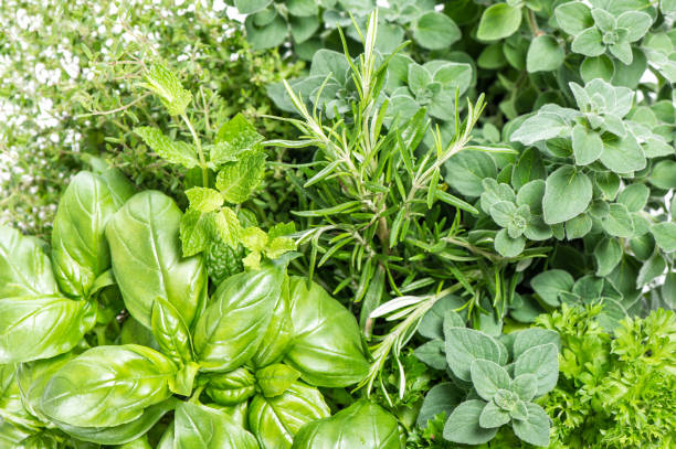 kitchen herbs basil rosemary mint oregano food background - mixed herbs imagens e fotografias de stock