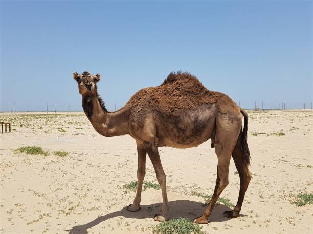 istock Smiling camel in the desert. 967300006