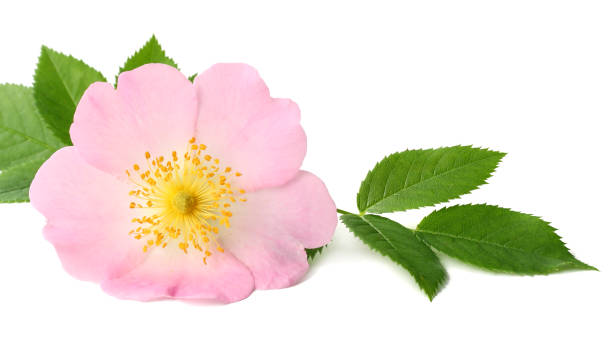 istock Dogrose flower with green leaf isolated on white background 967300108