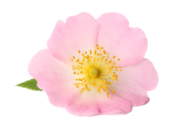 istock Dogrose flower with green leaf isolated on white background 967300110