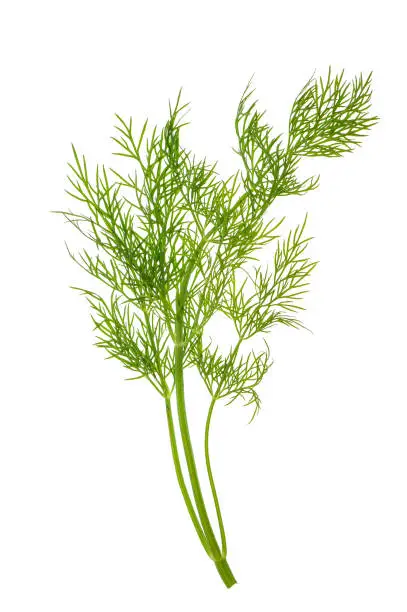 Dill herb leaves isolated on white background. Food ingredient