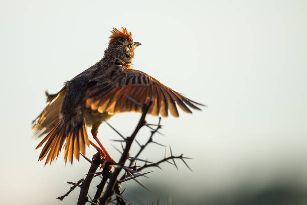 Back lit rufous naped lark with spread wings A back lit Rufous naped Lark with wings spread greets the morning from a thorn bush rufous naped lark mirafra africana stock pictures, royalty-free photos & images
