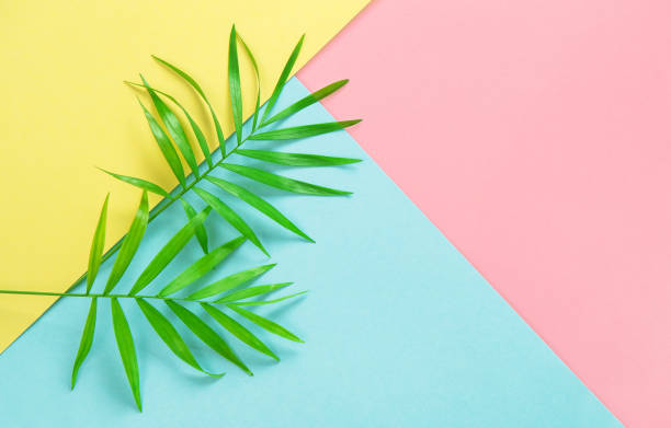 istock Palm leaves Floral flat lay Summer holidays 967301304
