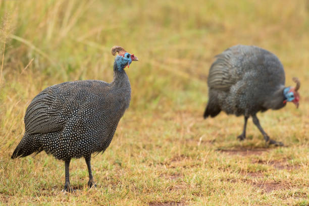 istock Helmet guinea fowl in short grass 967304394