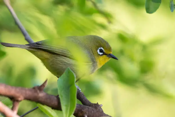 A Cape white-eye bird perched on a branch with natural soft green and yellow background