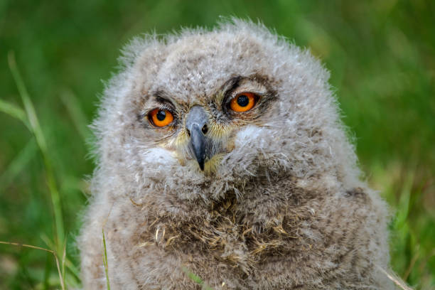 istock A portrait of an Eagle Owl chick 967309042