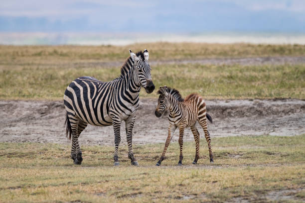 istock Mother Zebra with baby in Africa 967315550