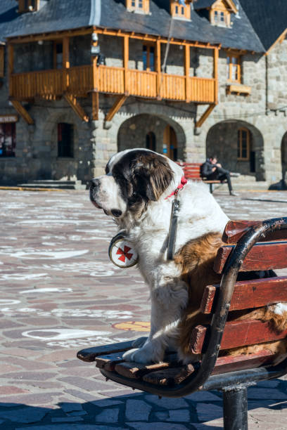 ペドロ セントバーナード犬はセントロ市立、サン カルロス デ バリローチェ、ナウエル ウアピ国立公園、レイク ディストリクト、アルゼンチンの外、街のシンボルの一つ - bariloche argentina andes autumn ストックフォトと画像