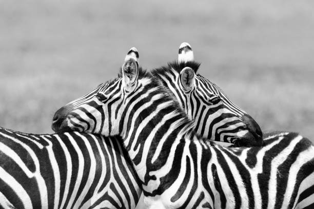 Two Zebras embracing in Africa Close-up of two Zebras, Tanzania. Black and white. zebra photos stock pictures, royalty-free photos & images