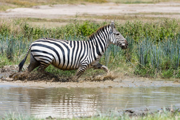 Zebra galloping in water, Tanzania, Ngorongoro crater.