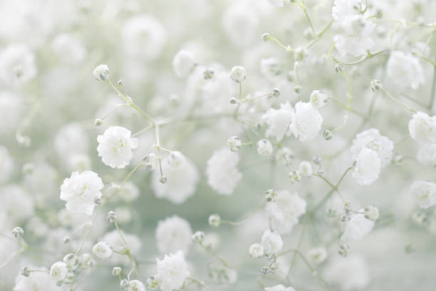istock beautiful flowers Gypsophila 967320998