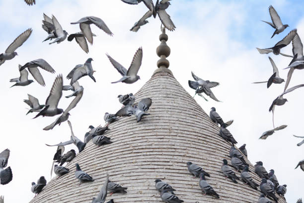 pigeon family in urban life pigeon family in urban life pigeon family stock pictures, royalty-free photos & images