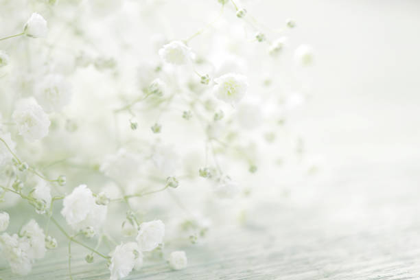 istock beautiful flowers Gypsophila 967324144