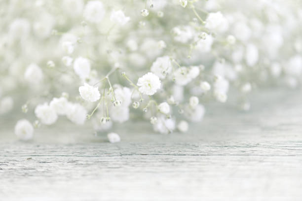 istock beautiful flowers Gypsophila 967324262