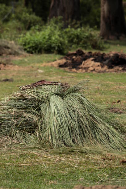 istock Dhaddi  grass (Imperata cylindrica) in Chitwan national park, Nepal 967324360