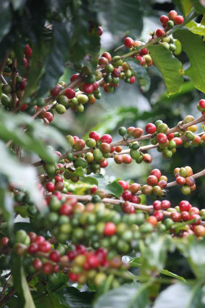 コーヒー豆の植物 - hawthorn berry fruit plant autumn ストックフォトと画像